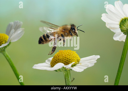 'Abeille à miel (Apis mellifera) Banque D'Images