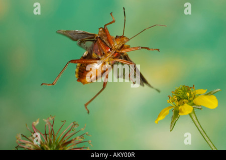 Rotbeinige Baumwanze (forêt bug) Banque D'Images