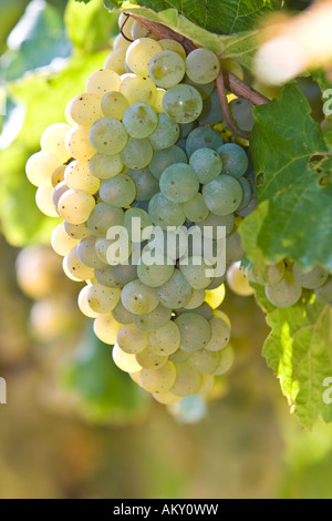 Vigne raisin avec raisins, Rheingau (district Rhin), Hesse, Allemagne Banque D'Images