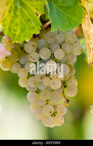 Vigne raisin avec raisins, Rheingau (district Rhin), Hesse, Allemagne Banque D'Images