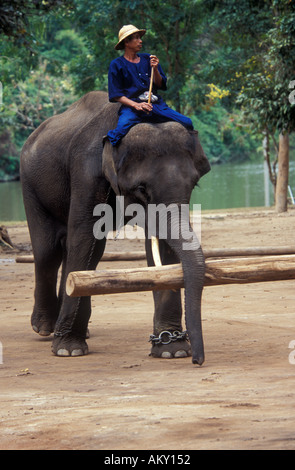 La Thaïlande province de Lampang. L'école de formation de l'éléphant Banque D'Images