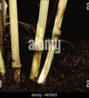 Lésions de l'œilleton vif (Ceratobasidium cereale) sur la tige de blé Banque D'Images