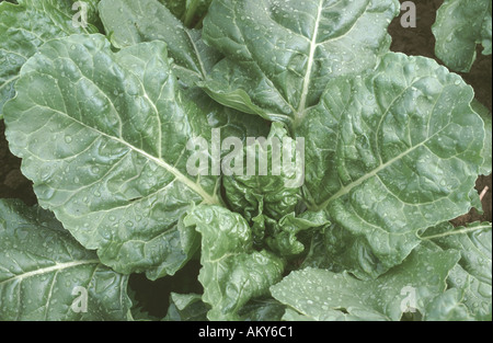 Close up d'une betterave Beta vulgaris immatures montrant des plantes feuilles Banque D'Images