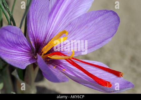 Crocus d'automne, fleur de safran, le Crocus sativus, Mund, Valais, Suisse Banque D'Images
