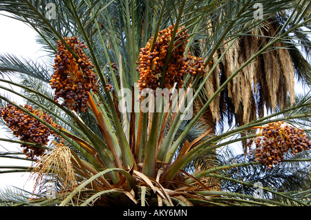 Infructescence, palmier dattier, Phoenix dactylifera, avec des fruits Banque D'Images