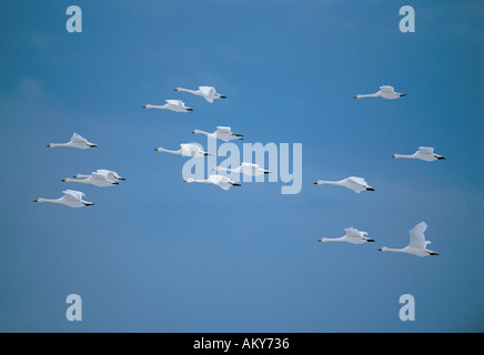 Bewicks ou le cygne siffleur (Cygnus columbianus) troupeau en hiver vol Norfolk England UK Banque D'Images