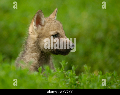 European young wolf (Canis lupus) Banque D'Images