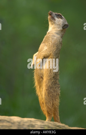 Meerkat (Suricata suricatta) Banque D'Images