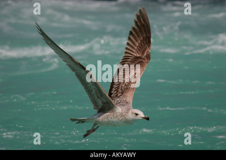 Yellow-legged Gull (Larus cachinnans michahellis) Banque D'Images