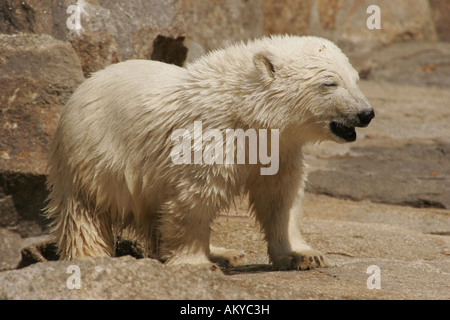 L'ours polaire Knut dans le zoo de Berlin Berlin Allemagne Banque D'Images