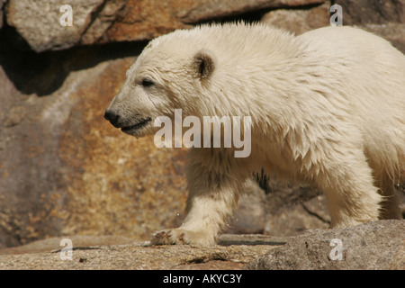 L'ours polaire Knut dans le zoo de Berlin Berlin Allemagne Banque D'Images