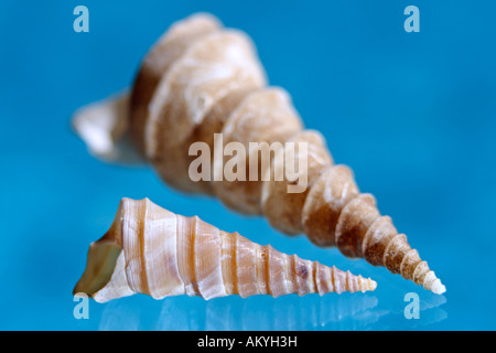 Sea Shell, close-up Banque D'Images