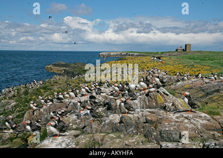 Macareux moines (Fratercula arctica) sur l'île à l'île BASE RACE ILES FARNE UK JUIN Banque D'Images