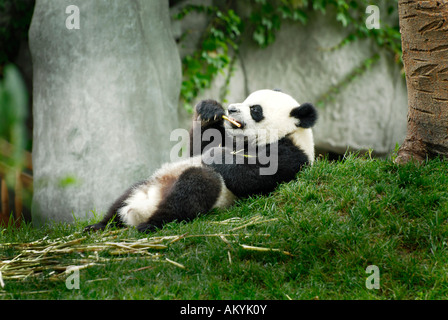 Panda géant (Ailuropoda melanoleuca) nourrir, Panda station près de Chengdu, Chine, Asie Banque D'Images