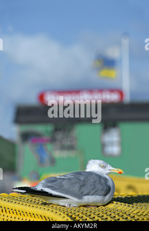 Goéland argenté (Larus argentatus) assis sur une chaise de plage Banque D'Images