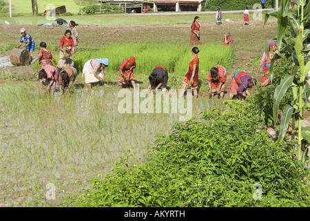 La récolte de riz à Katmandou, Népal Banque D'Images