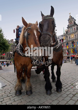 Deux chevaux Belges typiques sur la Grand-place place principale à Anvers Flandre Belgique Banque D'Images