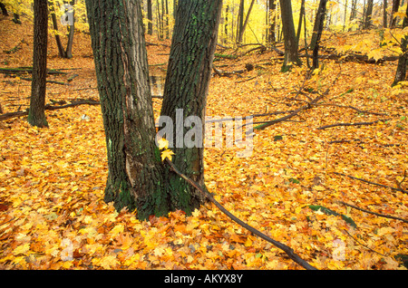 Sol recouvert de feuilles d'automne à Tamarac National Wildlife Refuge au Minnesota Banque D'Images