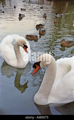 Deux cygnes sur l'étang dans cutteslowe park Oxford Banque D'Images