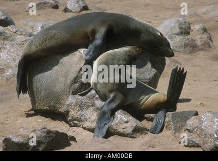 Les Otaries à fourrure du Cap sur la plage à Cape Cross en Namibie Banque D'Images