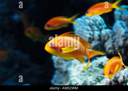 Lyretail Fairy Basslet Pseudanthias squamipinnis, Mer Rouge, Egypte Banque D'Images