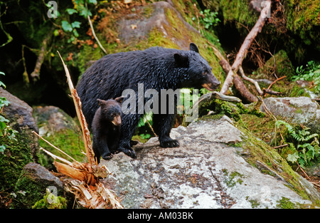 Femelle ours noir, Cinnamon Bear (Ursus americanus) avec petit, de recherche de nourriture, au Sud Est de l'Alaska Banque D'Images