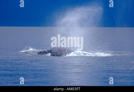 Baleine à bosse (Megaptera novaeangliae), soufflant de l'air hors de ses spiracles , Alaska, l'Amérique Banque D'Images