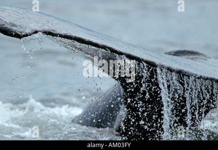 Baleine à bosse (Megaptera novaeangliae), montrant son fluke, Alaska, l'Amérique Banque D'Images