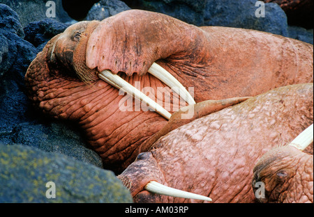 Morse du Pacifique (Odobenus rosmarus divergens), dormir, Mer de Béring, en Alaska Banque D'Images