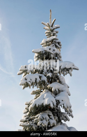 Couvert de neige d'hiver sapin sur fond de ciel bleu facile pour isoler Banque D'Images