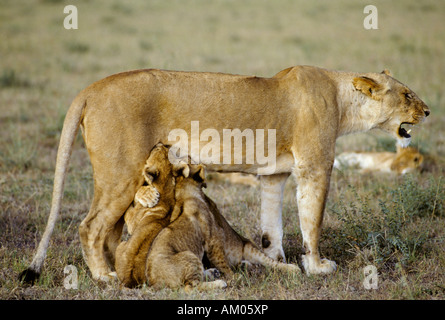 Lionne ( Panthera leo ) avec deux oursons suckling, Masai Mara National Reserve, Kenya Banque D'Images