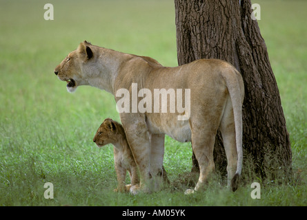 Lioness (Panthera leo) cub à la proie dans l'ombre d'un arbre , le Masai Mara National Reserve, Kenya Banque D'Images