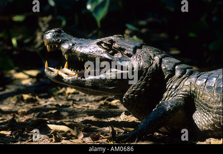 Caiman Caiman crocodilus yacare Pantanal Mato Grosso au Brésil Banque D'Images