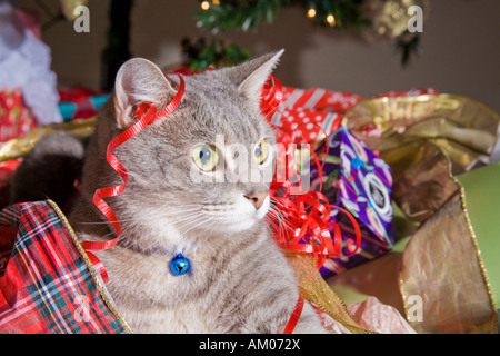 Chat tigré gris assis parmi les emballages de Noël le jour de Noël Banque D'Images