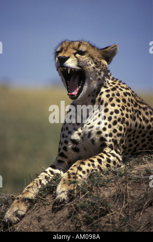 Portrait de femme avec un large bâillement cheetah gape montrant ses dents pointues de la réserve nationale de Masai Mara au Kenya Banque D'Images