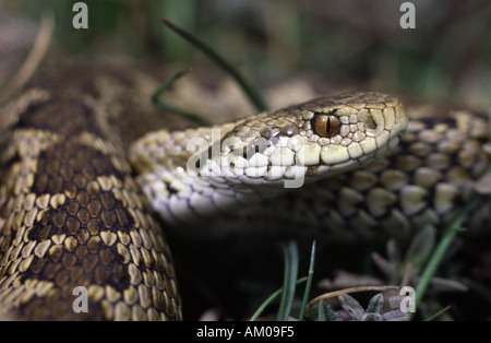 Le Viper Orsini Vipera ursinii ITALIE Banque D'Images