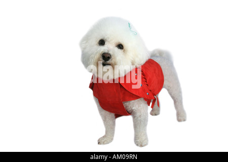 Adorable Bichon Frise dog wearing red coat isolated on white Banque D'Images