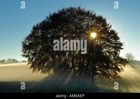 Grove d'hêtres (Fagus sylvatica) au lever du soleil, avec le brouillard du matin Banque D'Images