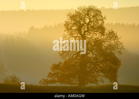 Chêne pédonculé (Quercus robur) dans le brouillard du matin Banque D'Images