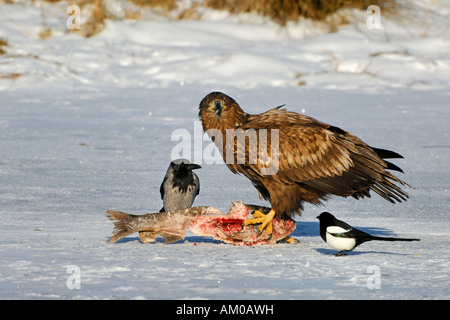 White queue blanche, Magpie, Hooded Crow à l'appât Banque D'Images