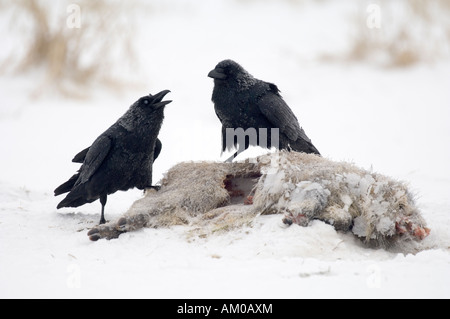 Paire de grands corbeaux, l'accouplement à l'appât, sangliers morts Banque D'Images