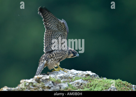 Le faucon pèlerin (Falco peregrinus), jeune, clapote Banque D'Images