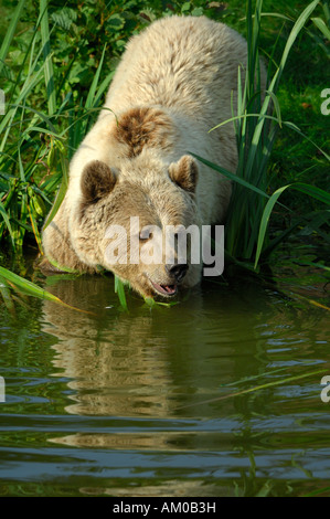 Ours brun (Ursus arctos arctos) Banque D'Images