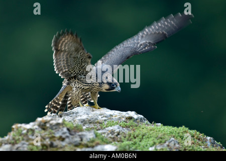 Le faucon pèlerin (Falco peregrinus), jeune, clapote Banque D'Images