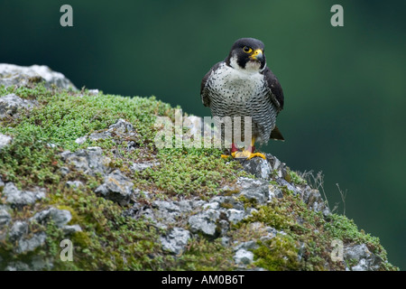Le faucon pèlerin (Falco peregrinus), adulte, assis Banque D'Images