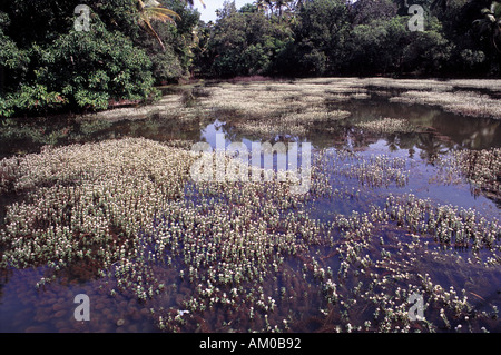 Les arbres de la végétation Les plantes et les réflexions à une plantation d'épices tropicales à Goa en Inde Banque D'Images