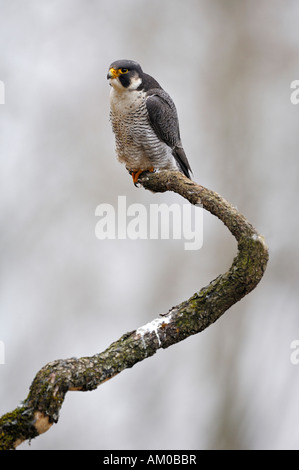 Le faucon pèlerin (Falco peregrinus), homme Banque D'Images
