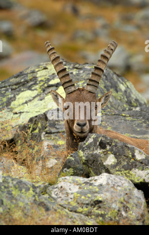 Bouquetin des Alpes (Capra ibex), jeune animal Banque D'Images