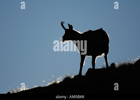 Chamois (Rupicapra rupicapra) chamois buck, silhouette Banque D'Images