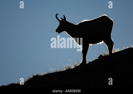 Chamois (Rupicapra rupicapra) chamois buck, silhouette Banque D'Images